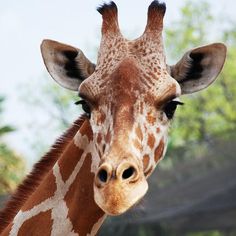 a giraffe is looking at the camera with trees in the background