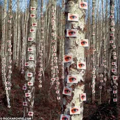 the trees are covered with pictures of eyes