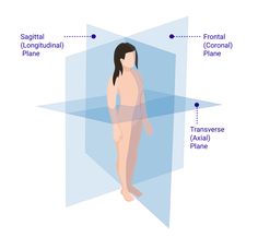 an image of a woman's body and its parts