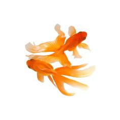 two goldfish swimming side by side on a white background with one fish looking at the other