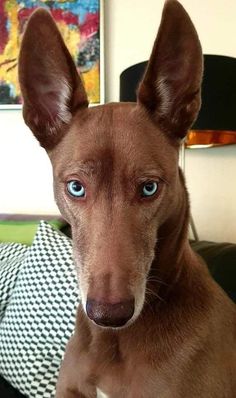 a brown dog with blue eyes is sitting on a couch and looking at the camera