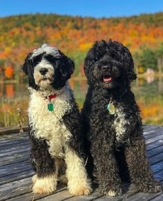 two black and white dogs sitting on top of a wooden deck next to each other