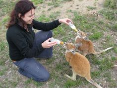 a woman feeding two kangaroos in the grass