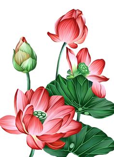 pink flowers with green leaves on a white background