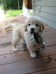 a puppy holding a metal bowl with food in it's mouth on a deck