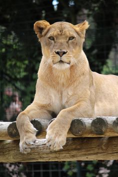 a large lion laying on top of a wooden fence