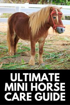 the ultimate mini horse care guide