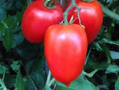 three red tomatoes hanging from a vine