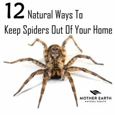 a large spider with the words 12 natural ways to keep spiders out of your home