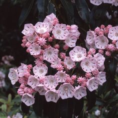 pink flowers are blooming in the garden