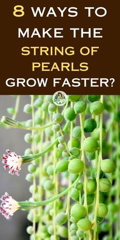 String of Pearls not growing, String of Pearls care tips, String of Pearls 
growth problems, String of Pearls care guide, String of Pearls maintenance, 
String of Pearls troubleshooting, String of Pearls growth issues, String of 
Pearls care advice, String of Pearls plant care, String of Pearls health 
tips, String of Pearls not thriving, String of Pearls, Senecio 
rowleyanus growth, Succulent plant care, Indoor plant maintenance, 
Houseplant growth issues String Of Pearls Plant Decor, Pearl Plant, Plant Pokes, Indoor Cactus Plants, String Of Pearls Plant, Inside Garden, Succulent Garden Design