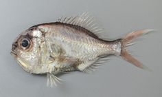 a close up of a fish on a gray surface