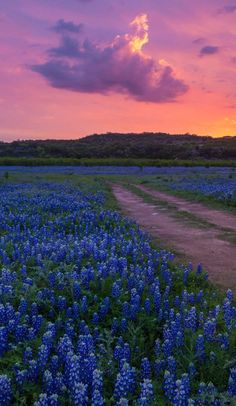 the sun is setting over a field full of blue flowers