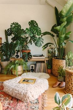 a living room filled with lots of potted plants