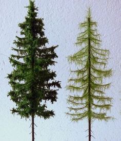 three different types of evergreen trees against a white background