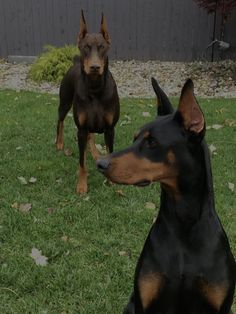 two dogs are sitting in the grass near each other and one is looking at the camera