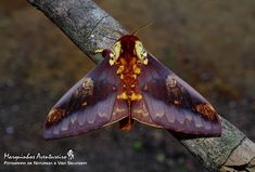 a close up of a moth on a tree branch