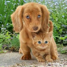 a cat and dog are standing in the dirt together, one is looking at the camera