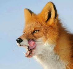 a close up of a fox with its mouth open