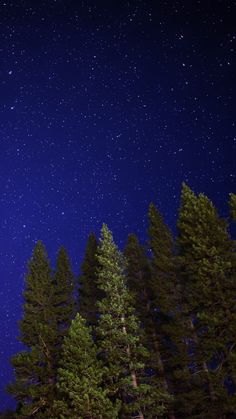 the night sky is filled with stars above some evergreens and trees in the foreground