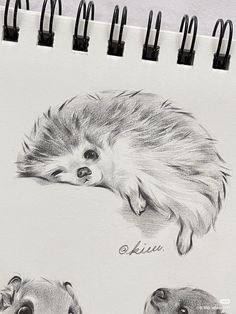 a pencil drawing of two hedgehogs sleeping