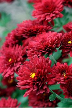 red flowers with yellow stamens in the middle