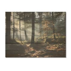 an image of a forest scene with sunlight coming through the trees and fog in the air