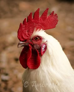 a close up of a rooster's head with red combs and white feathers