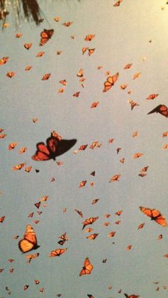 a group of butterflies flying in the sky