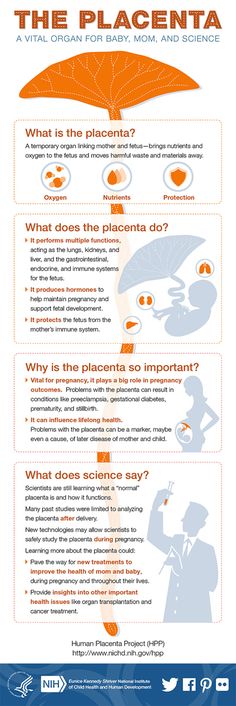 an orange and white poster with information about the placenta