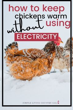 two chickens in the snow with text overlay how to keep chickens warm without using electricity