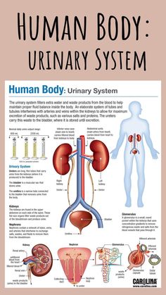 the human body and its organs are labeled in this diagram, which shows how it works