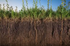 the grass is growing on top of the soil