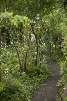 a path in the woods with trees and flowers