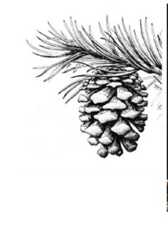 a pine cone is shown next to an image of a tree branch