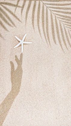 a starfish casting a shadow on the sand with a palm leaf in the foreground