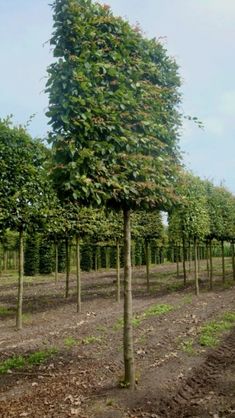 a large tree with lots of leaves on it in the middle of an open field