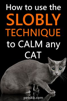 a gray cat with the words how to use the slobly technique to calm any cat