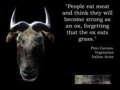 a bull with horns on it's head and a quote about people eat meat and think they will become strong as an ox, forgeting that the ox eats grass