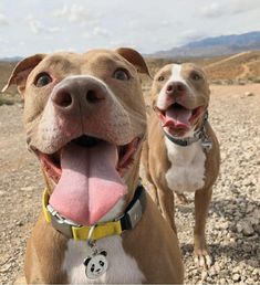 two brown and white dogs standing on top of a gravel covered field next to each other