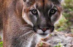 a close up of a mountain lion on the ground