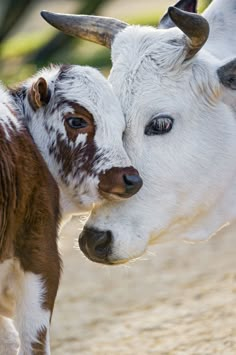 two brown and white cows standing next to each other