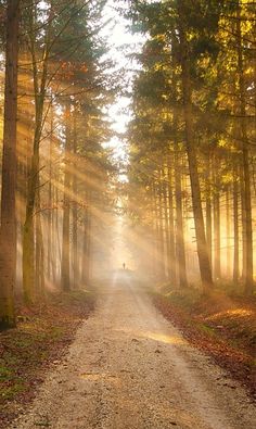 a dirt road in the middle of a forest with sunbeams shining down on it