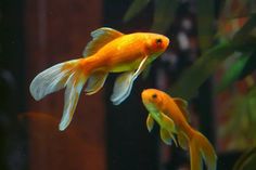 a goldfish swimming in an aquarium next to plants