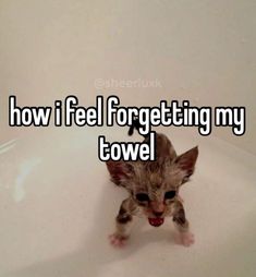 a kitten sitting in a bathtub with the caption how i feel for getting my towel