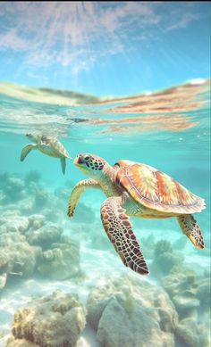 two sea turtles swimming in the ocean with rocks and corals around them on a sunny day