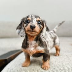 a small brown and black dog standing on top of a bed