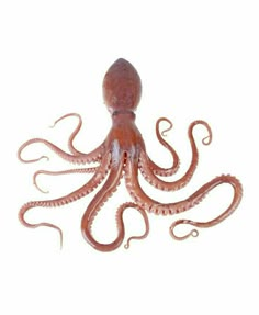 an octopus is shown on a white background