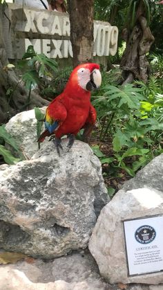 a red parrot sitting on top of a rock next to a sign that says mexico