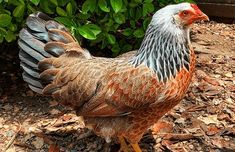 a brown and white chicken standing on top of leaf covered ground next to green bushes